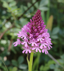 Anacamptis pyramidalis