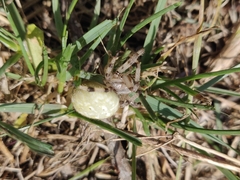 Araneus quadratus