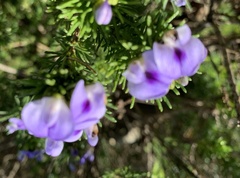 Psoralea vanberkelae