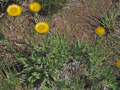 Helichrysum aureum
