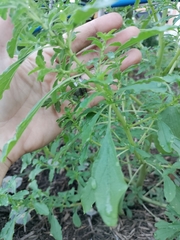 Amaranthus