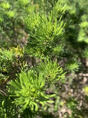 Psoralea vanberkelae