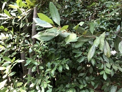 Laurus nobilis