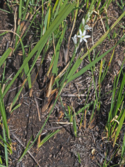 Chlorophytum cooperi