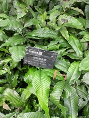 Bolbitis heteroclita