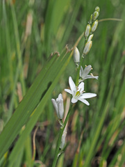 Chlorophytum cooperi