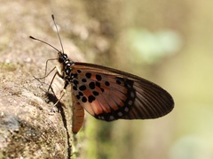 Acraea