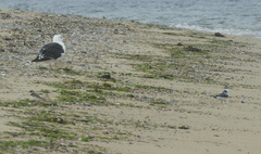 Hydrocoloeus minutus