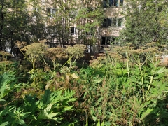 Heracleum mantegazzianum