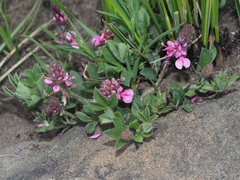 Indigofera trifolioides