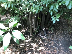 Laurus nobilis