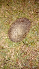 Erinaceus europaeus