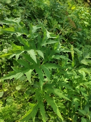 Heracleum mantegazzianum