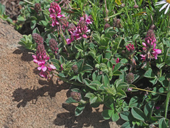 Indigofera trifolioides