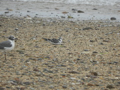 Hydrocoloeus minutus