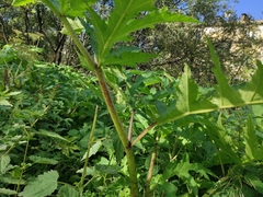 Heracleum mantegazzianum