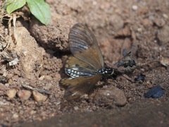 Acraea