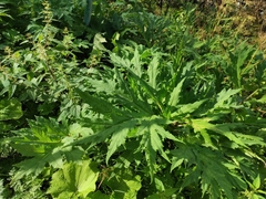 Heracleum mantegazzianum