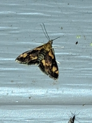 Pyrausta orphisalis