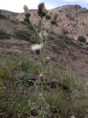 Cirsium cymosum