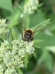 Apis mellifera