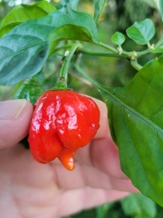 Capsicum chinense