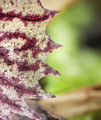 Corybas diemenicus