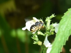 Anthidium manicatum