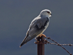 Elanus caeruleus caeruleus