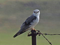 Elanus caeruleus caeruleus