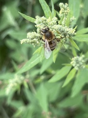 Apis mellifera