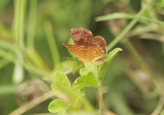 Calephelis nemesis