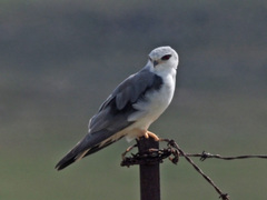 Elanus caeruleus caeruleus
