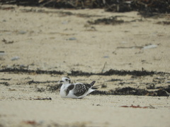 Hydrocoloeus minutus