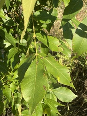 Carya ovalis