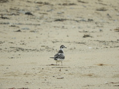 Hydrocoloeus minutus