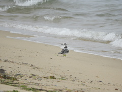 Hydrocoloeus minutus