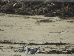 Hydrocoloeus minutus