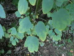 Thalictrum pubescens