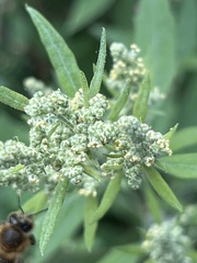 Chenopodium album