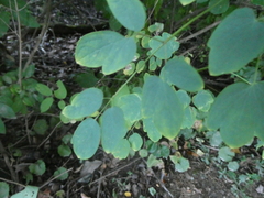Thalictrum pubescens