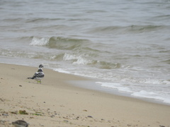 Hydrocoloeus minutus