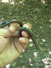 Anguis fragilis