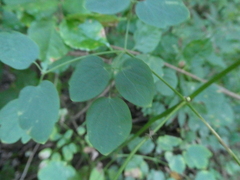 Thalictrum pubescens