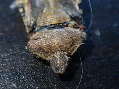 Dolycoris baccarum