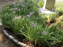 Tulbaghia