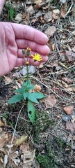 Hieracium sabaudum