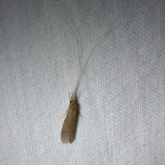 Oecetis lacustris