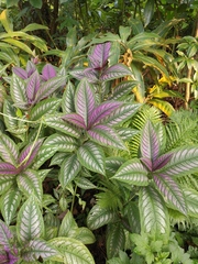 Strobilanthes auriculata dyeriana