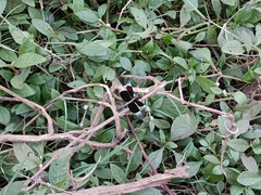 Neurothemis tullia